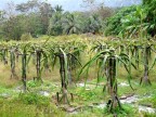 Dragon Fruit plants.JPG (187 KB)